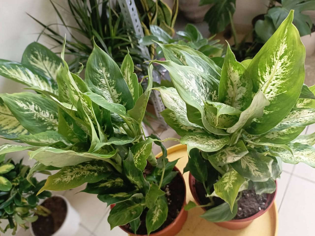 #دفنباخيا مبرقشة هولندية كثيفة الأغصان قياس 50سم تقريبا ب12


**إذا كنت صاحب هذا الإعلان وتريد حذفه لأي سبب، رجاءا أرسل رسالة إلى الدعم الفني**