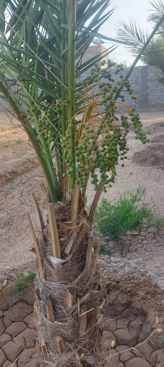 السلام عليكم قطعت أرض زراعي مساحه 2000  متر مسيجه بشارع الشفيج يم معمل الطرشي ماي كهرباء تبليط كله بل باب تحتولي ع بيت مساحته 300 متر البيت عوزه سيراميك وأبياض البيت بي ٣ غرف ٦ في ٤  صاله ١١ في ٤ مطبخ حار بارد ٩ في ٤ براني ٧ في ٤ مجامع صحيه خارج وداخل تحتوي ع مزرعه بيهه 64  نخله + حمضيات تكي رمان عنب تين و وعنبه
الاستفسار اتصل ع رقم  ***********
السلام عليكم قطعت أرض زراعي مساحه 2000  متر مسيجه بشارع الشفيج يم معمل الطرشي ماي كهرباء تبليط كله بل باب تحتولي ع بيت مساحته 300 متر البيت عوزه سيراميك وأبياض البيت بي ٣ غرف ٦ في ٤  صاله ١١ في ٤ مطبخ حار بارد ٩ في ٤ براني ٧ في ٤ مجامع صحيه خارج وداخل تحتوي ع مزرعه بيهه 64  نخله + حمضيات تكي رمان عنب تين و وعنبه
