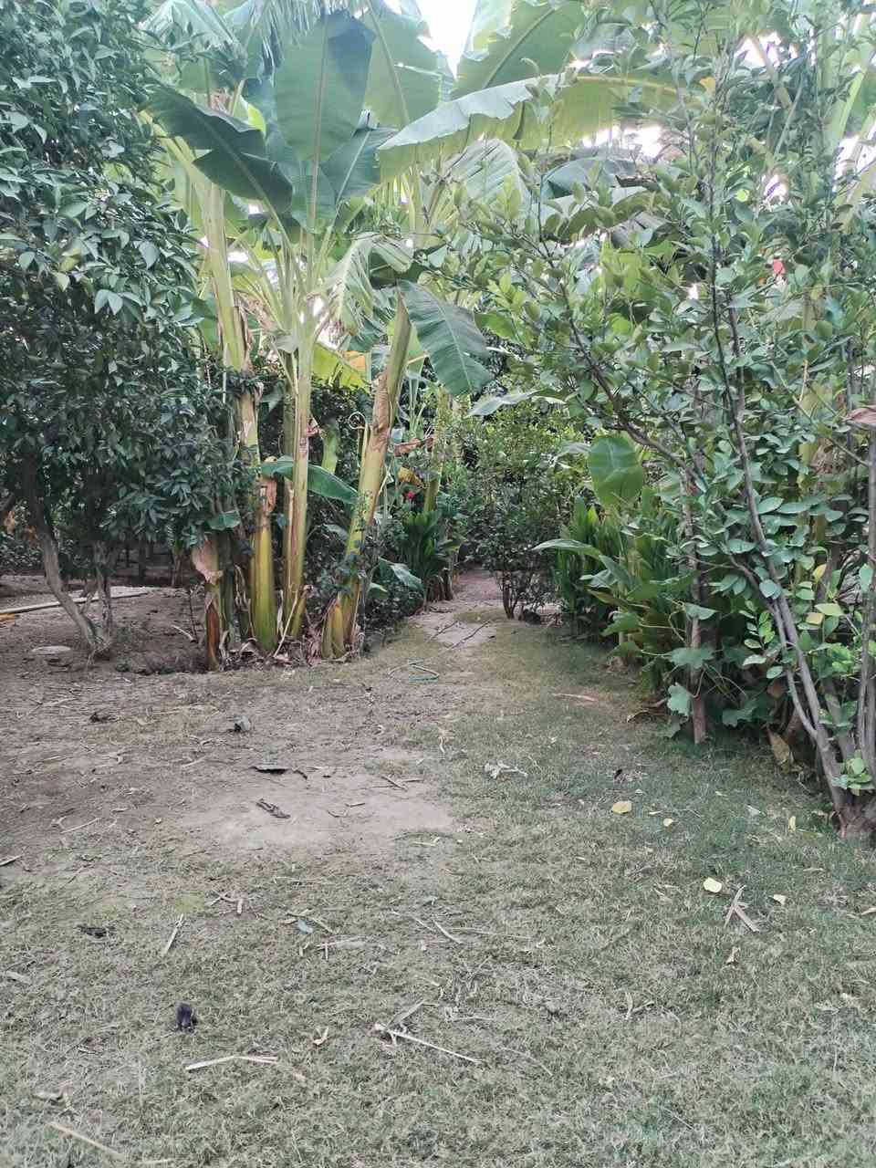 سلام عليكم عندي ربع دونم ٦٢٥ متر مربع سند ٢٥ بي بيت جديد يحتوي على ٢غرفه +حولي جبير وخدمات واستقبال ومطبخ +ماء سقي مع ماء اساله كهرباء سحب ووطني يبعد عن الشارع ١٥٠ متر للبيع في الراشديه ساده البحيات مزروعه حمضيات وبرتقال السعر ١٥٥ مليون للستفسار اكثر اتصل *********** بي وتساب
