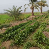 ٤٠ دونم • ٣٠٠ نخلة • سند ١١٧