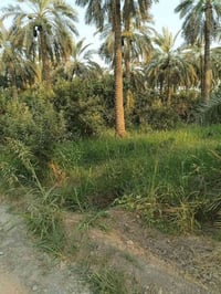 المدائن التويثة • ٢ دونم • طابو صرف