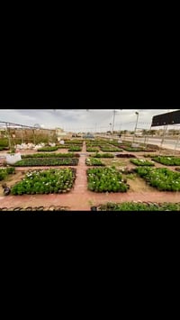 ديكور منزل • حديقة • مستلزمات ديكور