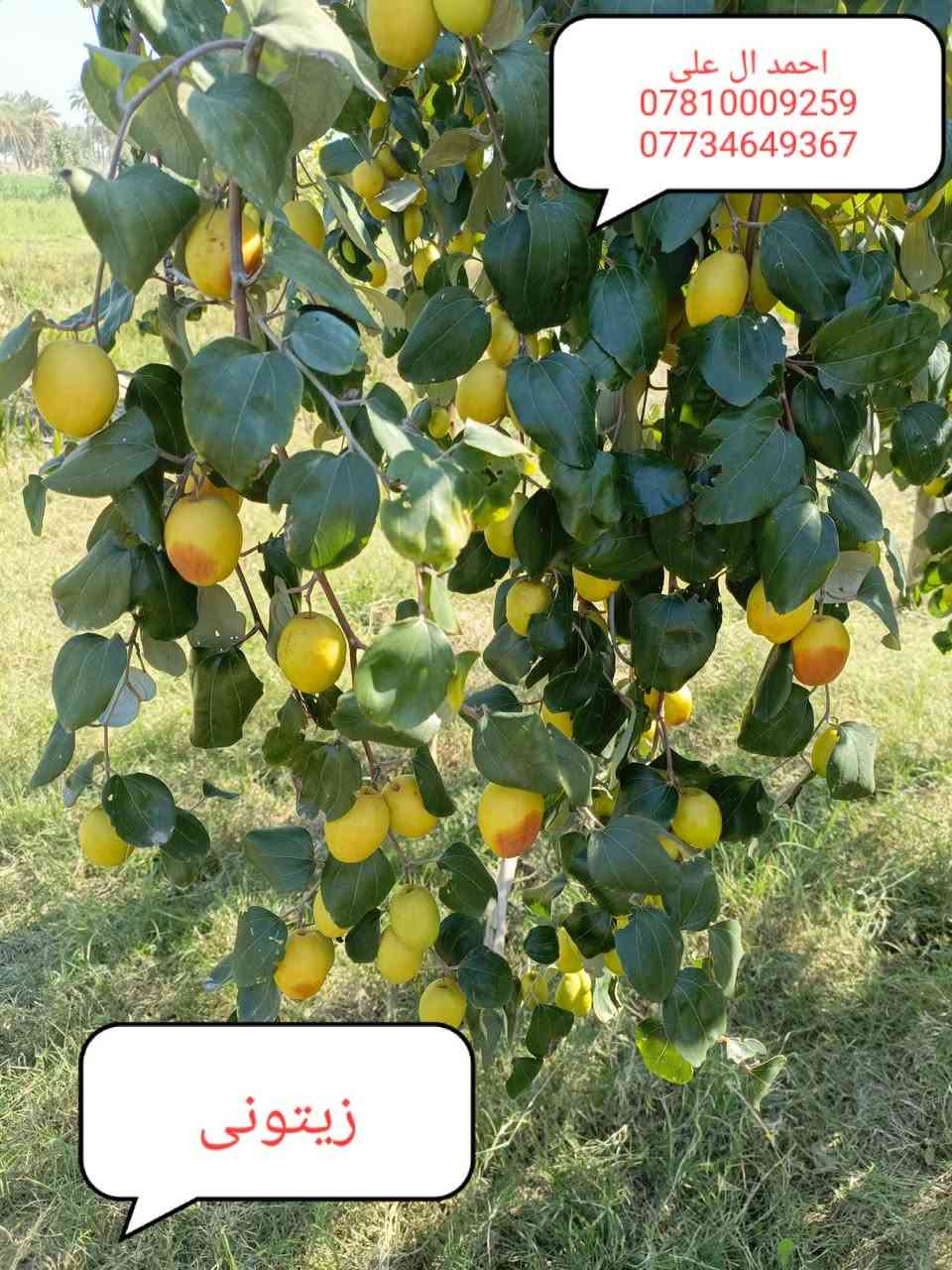 بابل الحمزه الغربي قريه الزبار
موسم خير انشالله عليكم 

تم بدء موسم تطعيم السدر

متوفر كافه الأصناف والنوعيات التجاريه

كل إلي عليك مراسله الصفحة أو الاتصال عل رقم***********

متوفر كادر كامل لتطعيم السدر في جميع المحافظات

وشرط الضمان 

خبره أكثر من 7 سنوات في مجال التطعيم
