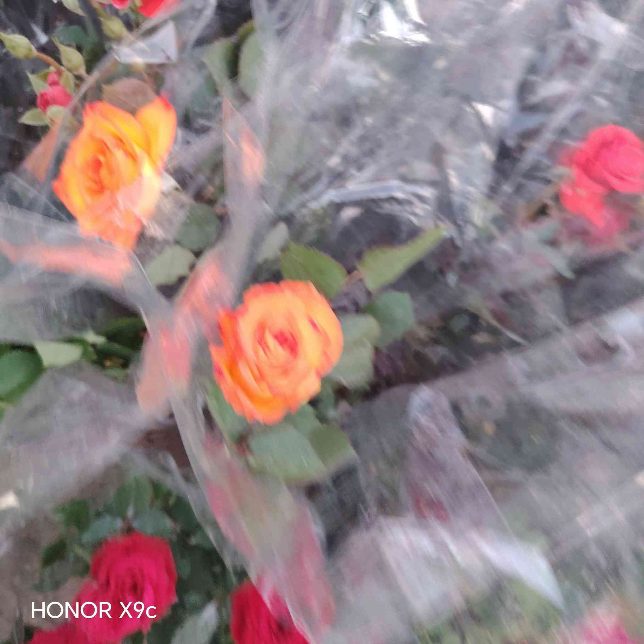 تم وصول وجبه من الورد الجوري القطمر.
الي مشتل الخالدية المركزي. فرع الثاني
سعر الشتله ٣٠٠٠ 
العنوان الخالدية سده ابو فليس
للحجز والاستفسار الاتصال على الرقم *********** جاسم الخليفاوي.
