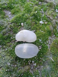 السماوه • للبيع • اتصال واتساب