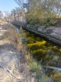 بستان • ابوالخصيب ابومغيره • ٢٠٠٠م