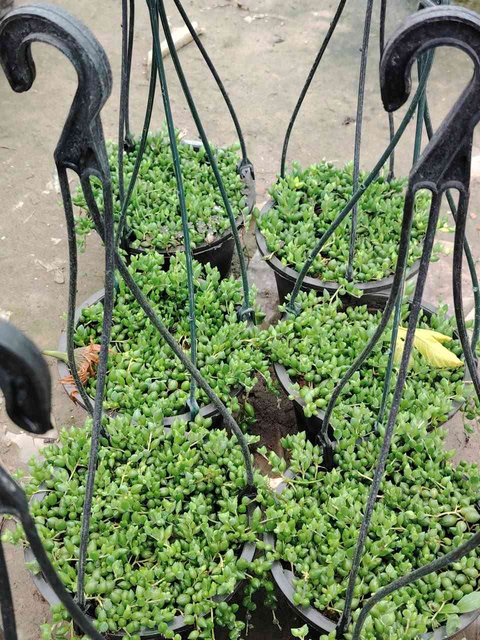 نبات المسبحة 🌿
نبات متدلي قوي جداً و سهل العناية
سريع النمو، دائم الخضرة مقاوم للحرارة والاجواء العراقية.
يصلح ضلي و خارجي.
السعر ٤٠٠٠ دينار فقط💥
يوجد خدمة توصيل داخل الكوت فقط 🚕


**إذا كنت صاحب هذا الإعلان وتريد حذفه لأي سبب، رجاءا أرسل رسالة إلى الدعم الفني**