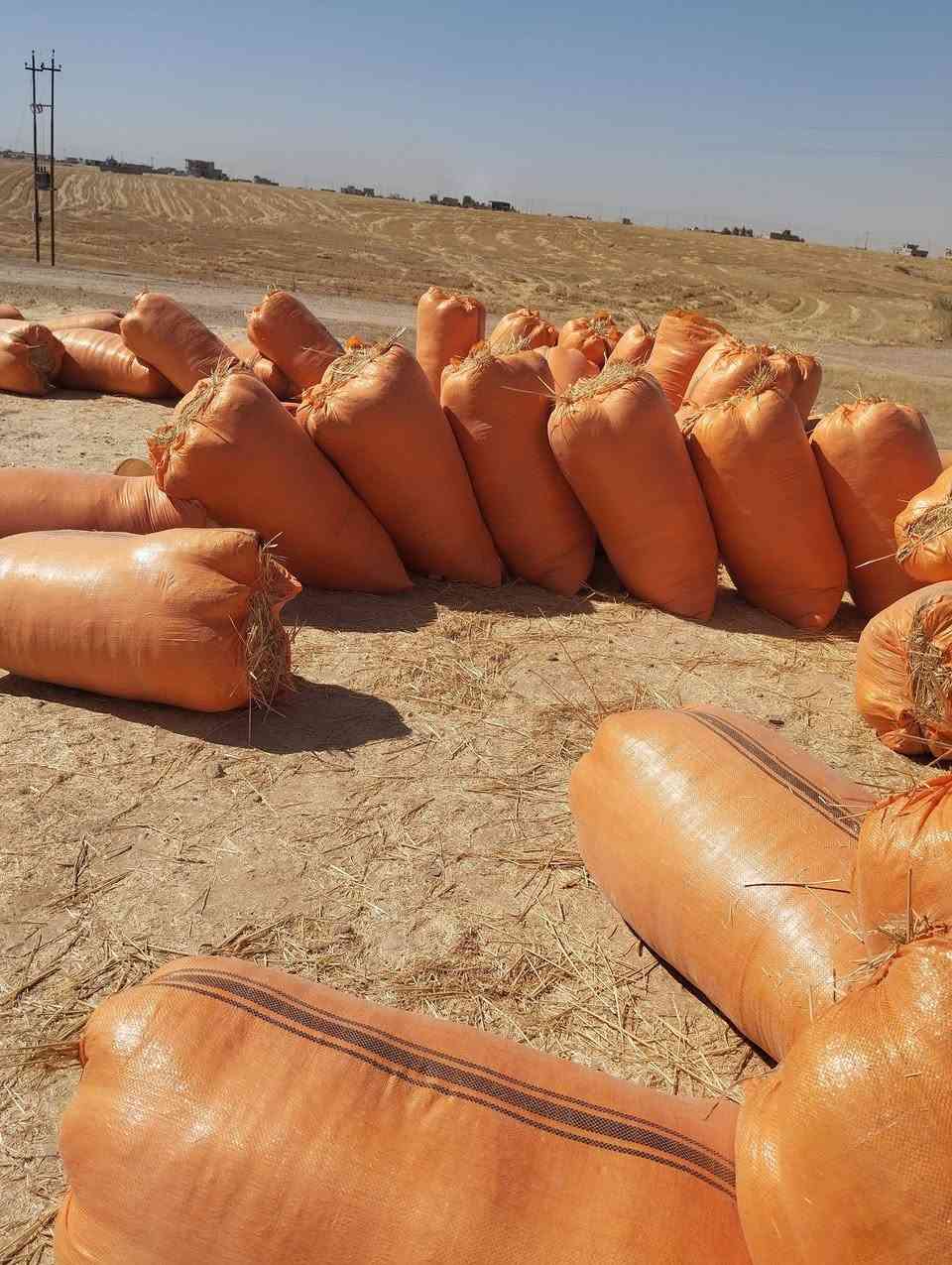 السلام عليكم
تبن للبيع شلفان ارتفاع 120وعرض 80ودكاك فول تبن شرط نضيف مال السنة  تبن حنطه موشعير    وشرط الدكاك  السعر الشليف الواحد بــــ (4500) واصل  للبيت 
  الاستفسار على الرقم  ***********
