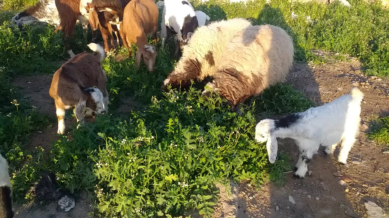 سلام عليكم يوجد نعجه  ودجه حانيه بعدها مو والده ونعجه ام ثالث شرط النصاحه على كل عيب  مال ربط النصاحه مو 3ايام انطيك بيها سبوع الشراي يتصل بدون مراسله رقم الهاتف ***********\***********
