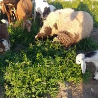 يوجد نعجه  ودجه حانيه بعدها مو والده ونعجه ام ثالث شرط النصاحه على كل ...