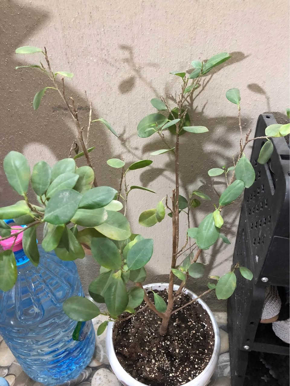 ١٣ زرع بيهم داخلي خارجي وياهم اضاءه لزرعات داخلي كلهم ويا نشره٧٥ الف كركوك, العراق


**إذا كنت صاحب هذا الإعلان وتريد حذفه لأي سبب، رجاءا أرسل رسالة إلى الدعم الفني**