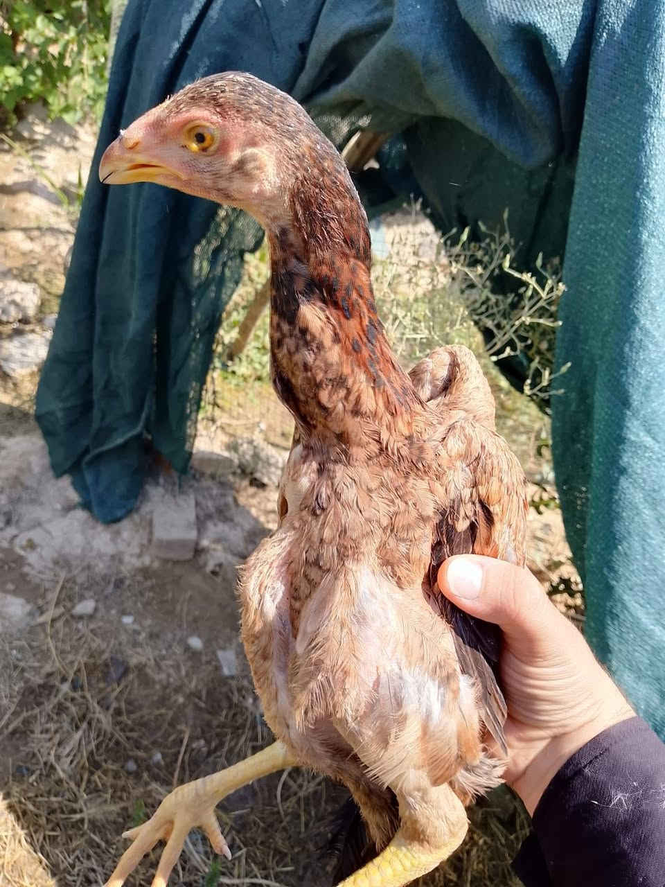سلام علیکم اخواني موجود دجاج هراتیە سعر زوج 30شرط انطي فول ترکي امە ابوە موجود تشوفە تاخدە ***********
