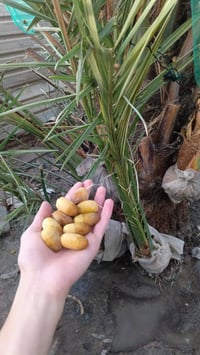 يوجد فسائل عويدي مجذر صارسنه رقم الهاتف ‏‪+9647747540131‬‏