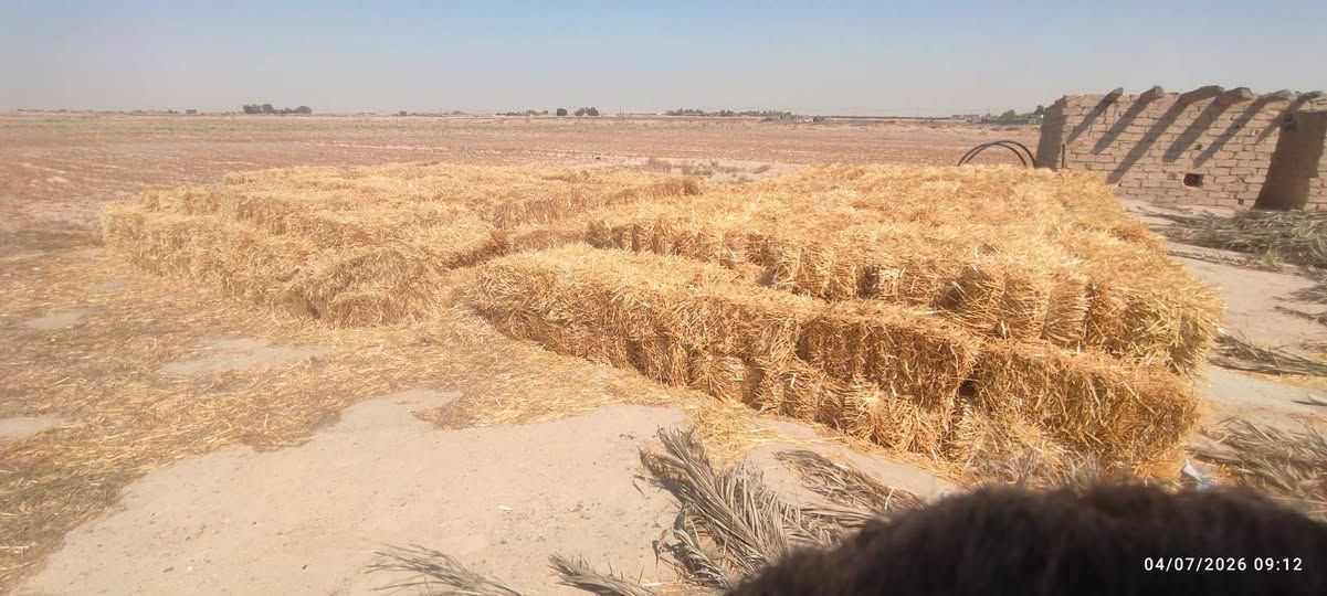 كبسات تبن للبيع  مال حصاد وسويتر  العدد العدد 600 السعر 2000 للستفسار *********** المكان خان النص
