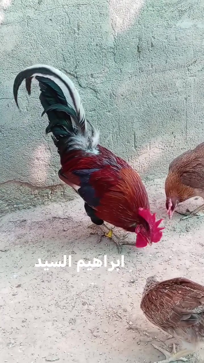 سلام عليكم 
متاح ديج كويتي عمره سنه و3اشهر سعره 30الف شراي اتصل او تواصل خاص ***********موقع ديالئ قضاء خانقين
