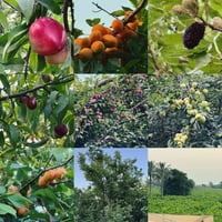 صلاح الدين • ٢ دونم • مسبح خاص