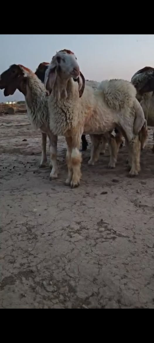 فطايم كريشيات خط اول العدد 8المكان الكوت الدجيلي واكو خدمة توصيل والشراي يتصل ****************************
