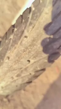 ماكس • منقولي • بصرة زبير