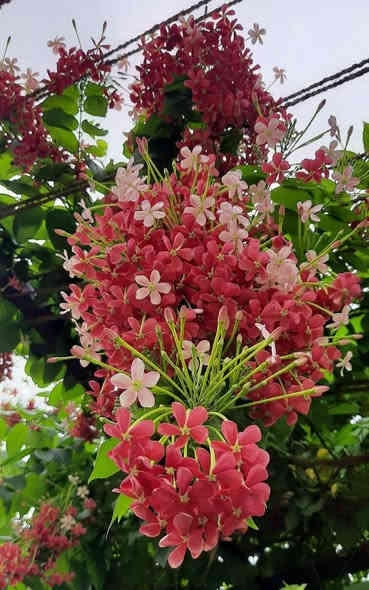 من لم يزرعه في حديقته فحديقته ناقصة 

الياسمين الهندي ..  نبات متسلق جميل جداً 
سريع التكاثر وسريع جداً في النمو 
 يتسلق أي شيء في طريق نموه 
 أسوار أشجار أي مكان ! 
يتميز برائحته العطرة جدا التي تفوح في ساعات المساء ورائحته باردة رائعة أشبه بالفل .. يحمل أزهاراً تمر بثلاثة الوان في مجماميع تكون على هيئة قطوف

قيااس النباات   2   ـم  و 
االسعر  17  االف

للطلب عبر واتس اب ***********

نباتات  داخلية   خارجية  صباريات     
ادوات زراعية  جميع  انواع التربة   اكسسوارات نباتية هدايا  و جميع انواع السنادين  
لمعرفة المزيد يمكنك  ارسال  رسالة  ع الخاص  📨
