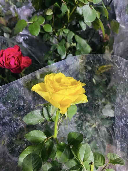 تواصل واتساب ***********
