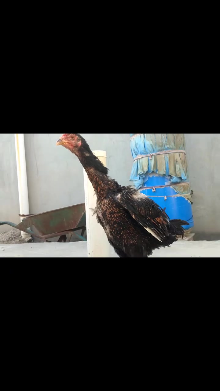 سلام عليكم دجاجه تانديه البيع سعر 25 و بيه مجال


**إذا كنت صاحب هذا الإعلان وتريد حذفه لأي سبب، رجاءا أرسل رسالة إلى الدعم الفني**