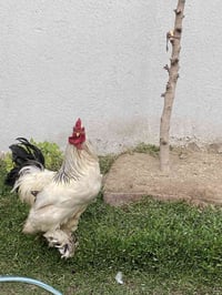 ديج اسباني • زينة