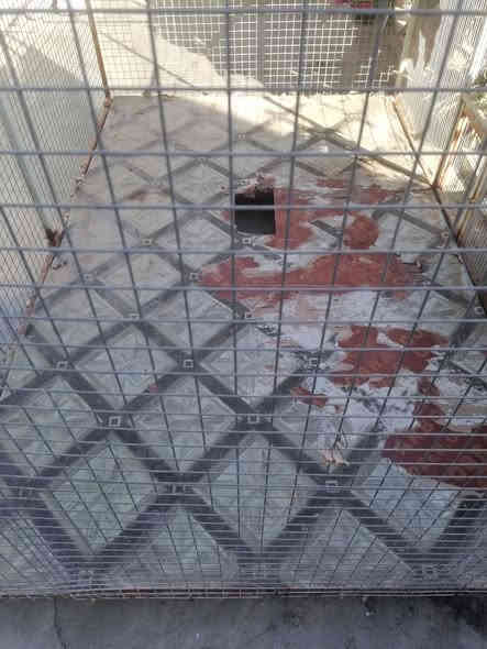 سلام عليكم متاح قفص كوكتيل وغنادير شغل درجه اولى بي شويه ترتيب تبديل لوح الأرضيه مثل ماموضح بالصوره والباب فقط المشبك يحتاج لحيم المساحه واجهه مترين داخل مترونص ارتفاع اكثر من مترين السعر ٧٥ ألف وبي مجال بسيط العنوان حي الوحده خلف جامع الوحده مباشرة *********** اتصل وتدلل بالسعر
