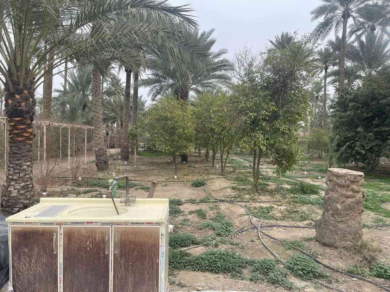 عندي بستان مساحته 5 دونم عارضها للبيعمرتبيها ترتيب مال منتجع  مرتبيها ترتيب مال منتجع  . اكثر من 220 نخلة بكافة أنواع النخيل من البرحي و الزهدي و الخستاوي و الحمراوي و السلطاني و حمرة جبل و بلگة و مكتوم و مطوگ كربلاء و غيرها من أنواع النخيل 
.اكثر من 500 شجرة ( برتقال كربلاء الشهير ، ليمون كربلاء ، نارنج ، لالنگي ، رمان يمني ، عرموط ، النبگ ، خرمالو ، تين ، عنب ) و غيرها 
. حوض صالح لتربية الأسماك ( حجمه تقريبا 40 الف متر مكعب ) 
. أقفاص صالحة لتربية كافة أنواع الحيوانات كالدجاج و البط و الغزلان و النعام و المواشي
. منظومة تقطير لسقي جميع الاشجار
. ثلاث أضلاع من اصل اربعة أضلاع من الارض مزروعة بأشجار التين الابيض 
. دار استراحة مساحته 115 متر تقريبا يحتوي على مطبخ و صالة و مضيف و غرفة نوم و مجموعة صحية داخلية و خارجية
. الارض بيها مدخلين :
1- مدخل يقع على شارع رئيسي تبليط يبعد مسافة عنه تقريبا 60 - 70 متر و عرض الشارع تقريبا 8 متر
2- المدخل الثاني طريق خاص فقط بالأرض عرض الشارع تقريبا 6 متر و بنهايته عند مدخل الارض كراج  جبير يتسع لثلاث سيارات كبيرة كـ لاندكروز او //طابوسند25//بنات مستقبل العنوان كربلاء شارع الرابط***********
