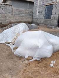 جص • ١٦ كونية • كرمة الانبار