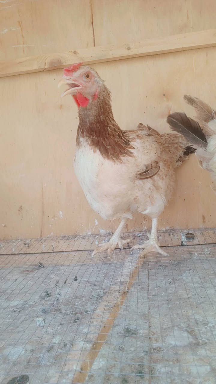 شنو نوعيتهن وشكد يسون سعر
***********
