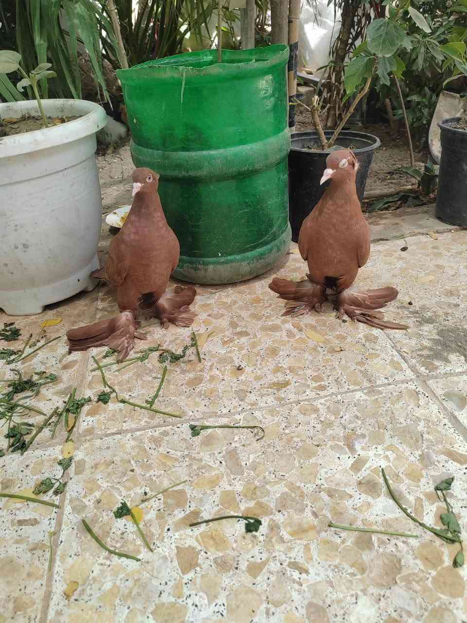 ‎رواعب للبيع‎


**إذا كنت صاحب هذا الإعلان وتريد حذفه لأي سبب، رجاءا أرسل رسالة إلى الدعم الفني**