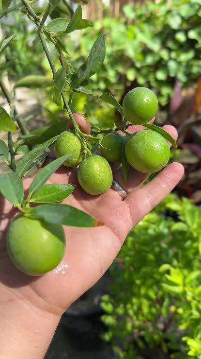 مشتل كرار الزراعي
الاسعار جمله فقط 
يتوفر 
برتقال عراقي كيس حجم شتله متر ونص عود جبر سعر 3٫500
لالنكي عراقي كيس سعر3٫750
نومي حامض عراقي كيس ارتفاع شتله مترين سعر 3٫750
نومي البصره كيس سعر4٫000
سندي عراقي سعر 5٫000
تحياتي الكم احبتي متابعين 
العنوان بغداد الكريعات يم وقف سني 
واتساب ***********
