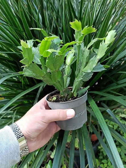 تشكيلة من صبار الطبيعي ملون 🌵🌵
خلي نبتتك توصلك للباب بدون عناء 🌿🚚
بابونج ستور 🌼 يوفر لكم أجمل نباتات الضلية والخارجية وبأسعار مناسبة وجودة مضمونة ✨
اختار نبتتك واترك الباقي علينا… التوصيل متوفر لكل أحياء الموصل والمحافظات.

للطلب والاستفسار: ***********
بابونج… نبتة تغيّر مزاجك وتضيف روح لبيتك 💚🌼
