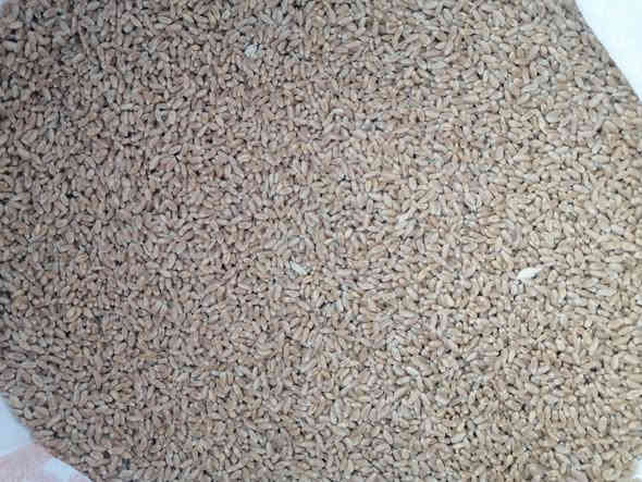 سلام عليكم حنطه الماني فرش ماكس الكميه طن واحد سعر 650
***********
