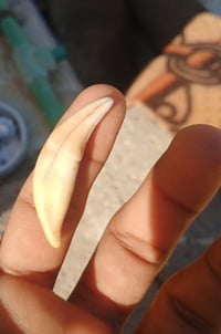 نائب ذئب • للبيع • مكاني كوت