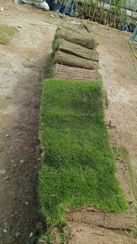 ثيل هندي • للحجز • شارع كوفه نجف