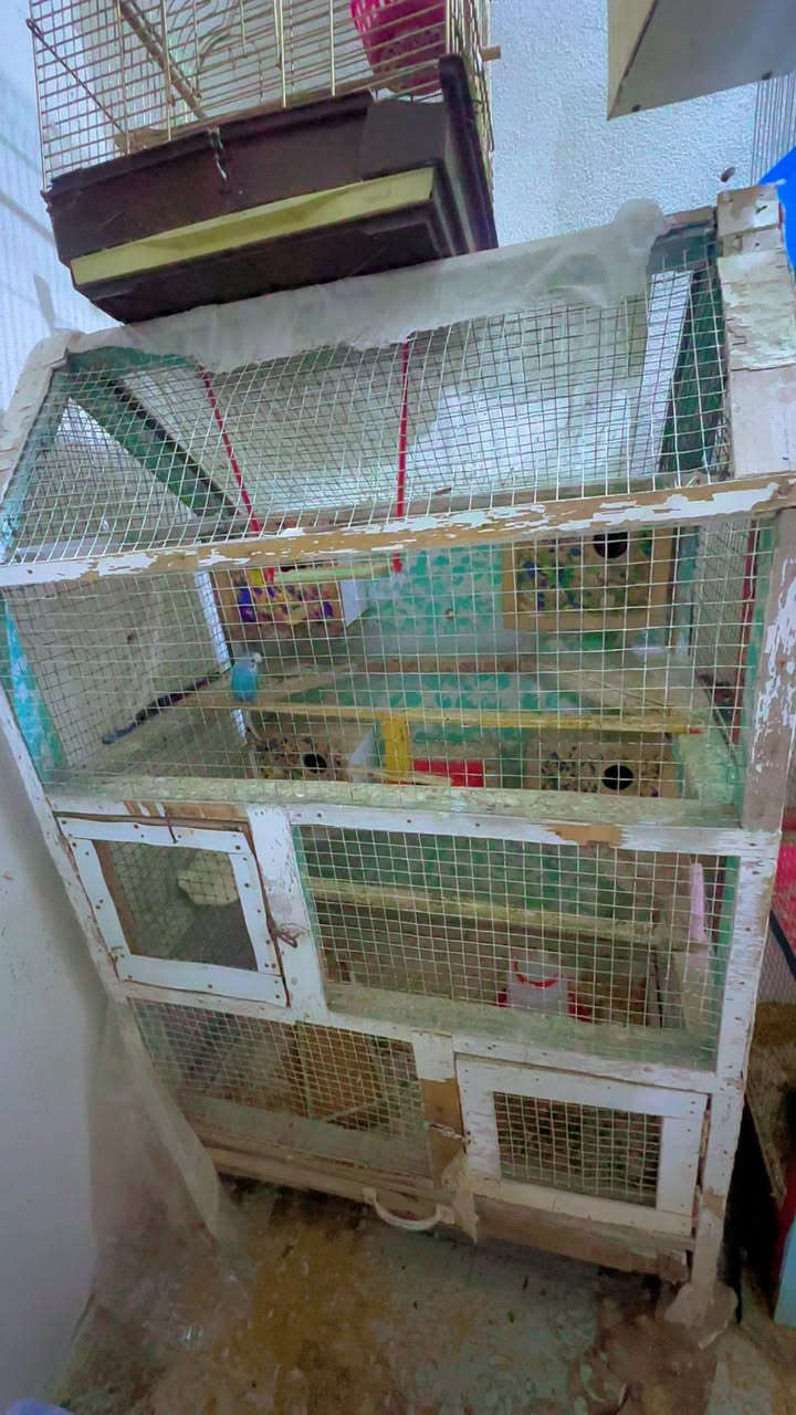 متاح قفص للبيع خشب ثقيل مع ٥ بيوت مرتبه  بي جكمجه كامل ملحقات (مأكليه + مشربيه حجم كبير + حجر كالسيوم ) 
السعر ١٥ ايسر حي فلسطين ***********
