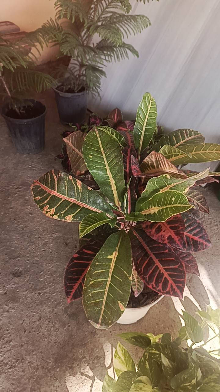 السلام عليكم
مشتل سيد حسين قرب جسر الصويره 
لكافت أنواع الأشجار الحمضيات والضليات والزينه 
كله جوه السوك عروض نار🔥


**إذا كنت صاحب هذا الإعلان وتريد حذفه لأي سبب، رجاءا أرسل رسالة إلى الدعم الفني**