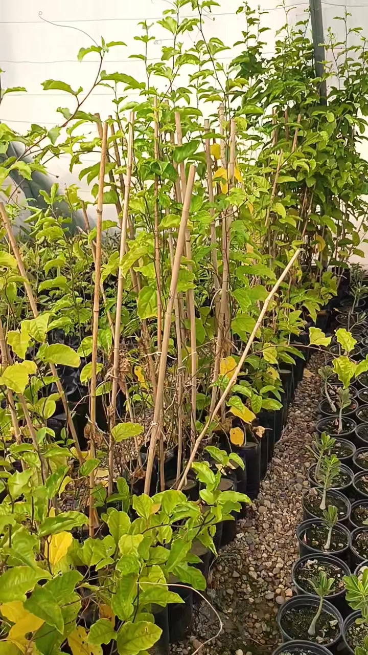 🌿🍈 بشرى لمحبي الفواكه الاستوائية 🍈🌿

متوفر الآن في مشتل الشاهين الزراعي
🌱 شتلات باشن فروت القوية والممتازة 🌱

🔥 السعر: 10,000 دينار فقط للشتلة 🔥

الباشن فروت من النباتات المتسلقة سريعة النمو، تعطي ثمار لذيذة وعطرية وغنية بالفيتامينات، وتنجح زراعتها في أجواء بغداد مع العناية والتسميد المنتظم.
مناسبة للحدائق المنزلية، الأسطح، وحتى الزراعة في أصص كبيرة مع تعريشة.

📍 العنوان: بغداد – الدورة – الشارع المقابل لعلوة الرشيد قرب شركة دجلة للمشروبات الغازية خلف منطقة أبو دشير
📞 الهاتف: ***********

الكمية محدودة 🌿
أهل الحدائق وأصحاب المشاتل مرحب بيهم 🌱
