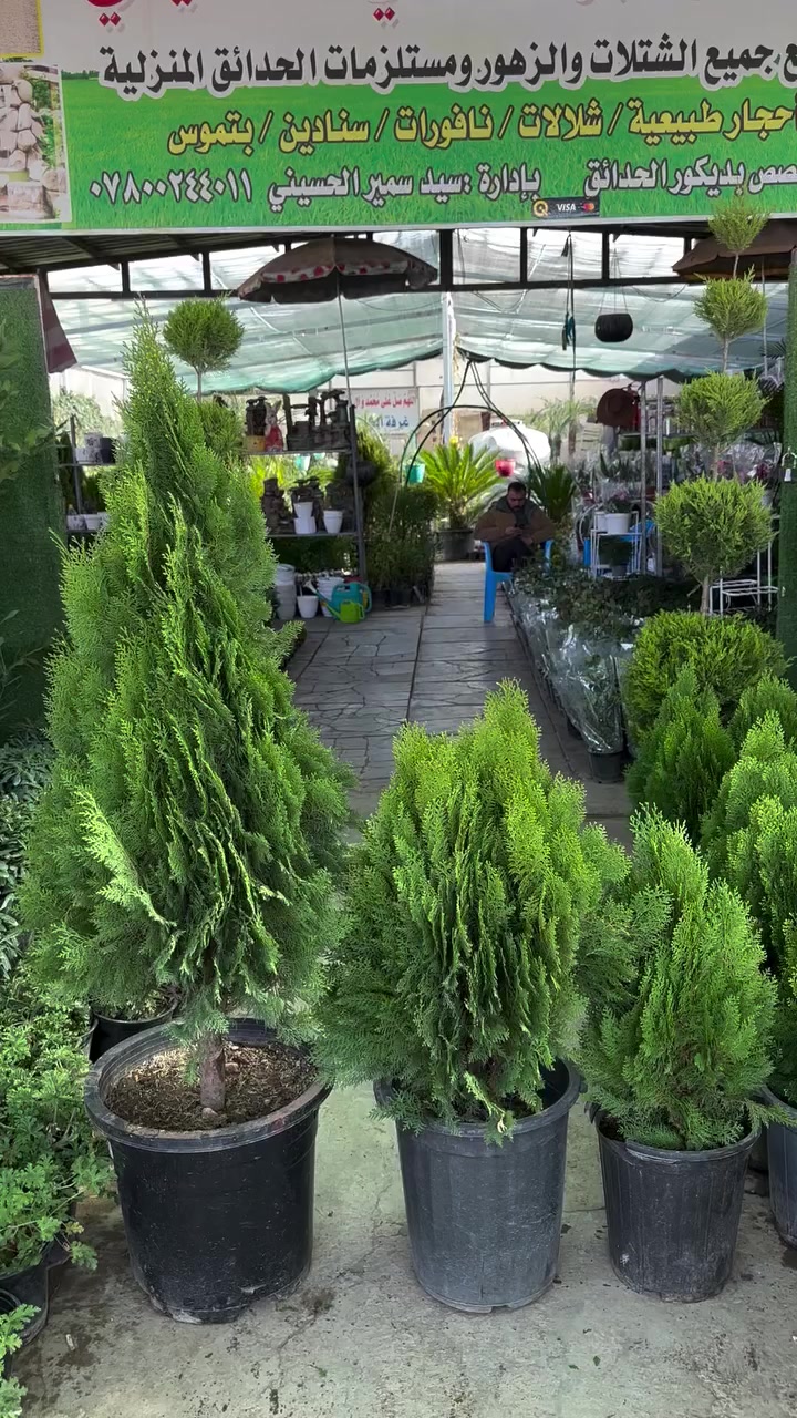 🍃🍃جمعه مباركه 🍃🍃
                     🌸مشتل ابو مهدي الحسيني 🌸
العنوان /صلاح الدين/ قضاء بلد شارع الفرات قرب نافورة الحي الصناعي 
📞📞***********📞📞
