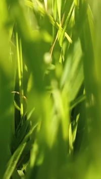 اسلام عليكم سورنتو 2014 نص مواصفات اريد مراوس  أو بيع 07749050211