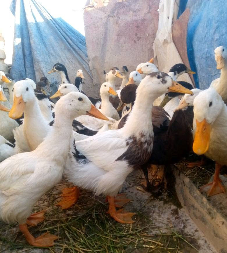 بش عراقي سعر الزوج 10 مكان صلاح الدين سامراء ***********
