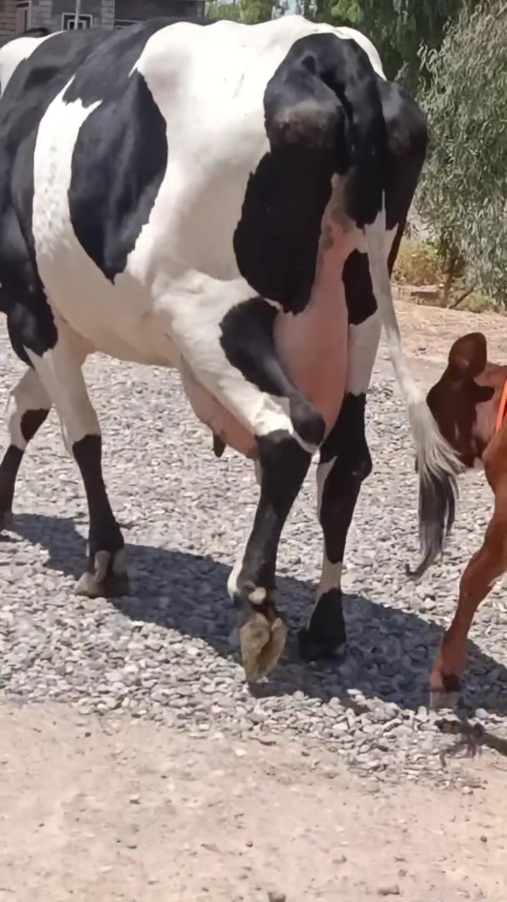 السلام عليكم بكره رغوث ع كل عيب وراها حوليه درجه اولى رقم واحد حليب ودسامه فول حليبها خير من الله حلال فاخر ضالمها التصوير المكان الشرقاط قرية شكرا ***********
