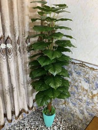 شجرة مال زينة اصطناعية اوراقها جبيره  وحجم الشجرة جبير   ارتفاعها ٢٢٠ ...