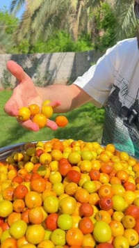 تطعيم سدر • مجاني • قضاء الفهود