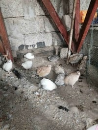سمان بياض • قرية النمرود