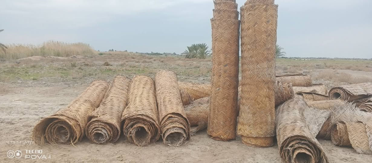 سلام عليكم باريات قصب عدد ٦٠ طول ٦ وعرض مترين سعر لباريه ١٥ وذا تاخذهن شلع بيهن مجال مكان وركاء 
***********
