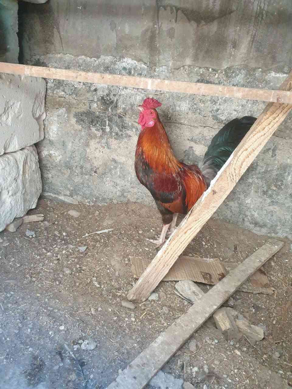 البيع قفل ١٥


**إذا كنت صاحب هذا الإعلان وتريد حذفه لأي سبب، رجاءا أرسل رسالة إلى الدعم الفني**