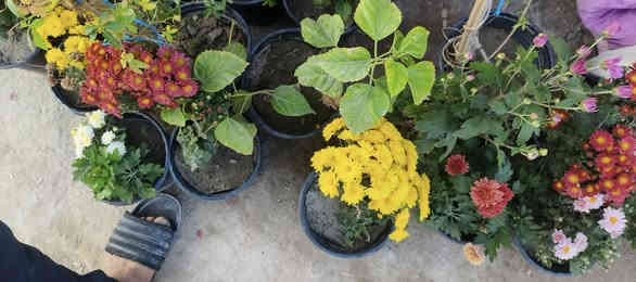 بيع كانت أنواع الورود و الشجار و المتسلقات الاتصال على الرقم ***********
