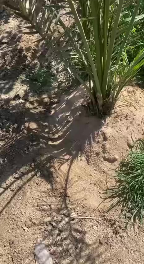 الهيوماك السلوفاكي سر النجاح
الفيديو مرسل من قبل الاخ العزيز الدكتور محمد من البصرة بعد ان قام بتوزيع نماذج من الهيوماك السلوفاكي بشهر ١٠ على بعض مزارعي النخيل في ابو الخصيب والزبير  وغيرها 
وهذه النتائج بصوت المزارع 
الهيوماك السلوفاكي سماد عضوي وليس كيميائي يعيد الحياة للتربة وينشطها 
للمزيد من الاستفسار والتواصل 
مكتب النور الزراعي 
بغداد - اليوسفية - علوة الرمل 
***********
***********
صورة الكيس في اول تعليق 
#فاكهة
#اشجار  #نخلة.  #نخيل #نخله
#بصرة
